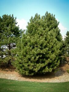 Сосна Чёрная (Pinus Nigra) купить по цене от 270.00р. в интернет-магазине «Посадика» с доставкой почтой в в Дагестанские Огние и по всей России – [изображение №1].