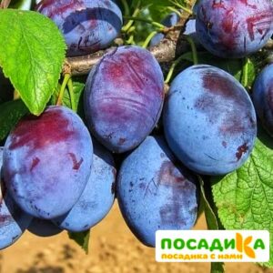 Слива Чачакская ранняя купить по цене от 229.00р. в интернет-магазине «Посадика» с доставкой почтой в в Дагестанские Огние и по всей России – [изображение №1].