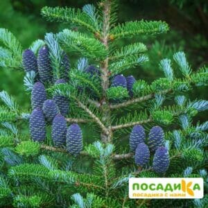 Пихта корейская (Abies koreana) купить по цене от 450.00р. в интернет-магазине «Посадика» с доставкой почтой в в Дагестанские Огние и по всей России – [изображение №1].