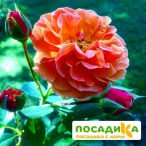 Роза Арабия купить по цене от 350.00р. в интернет-магазине «Посадика» с доставкой почтой в в Дагестанские Огние и по всей России – [изображение №1].