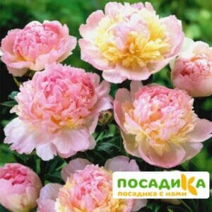 Пион Распберри Сандей (Paeonia Raspberry Sundae) купить по цене от 959р. в интернет-магазине «Посадика» с доставкой почтой в в Дагестанские Огние и по всей России – [изображение №1].