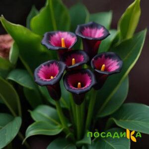Калла Аура Лейс купить по цене от 400р. в интернет-магазине «Посадика» с доставкой почтой в в Дагестанские Огние и по всей России – [изображение №1].
