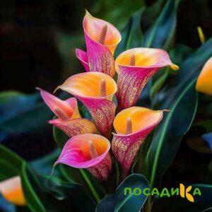Калла Оникс купить по цене от 450р. в интернет-магазине «Посадика» с доставкой почтой в в Дагестанские Огние и по всей России – [изображение №1].