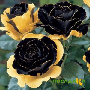 Роза Ханни Сикл купить по цене от 700р. в интернет-магазине «Посадика» с доставкой почтой в в Дагестанские Огние и по всей России – [изображение №1].