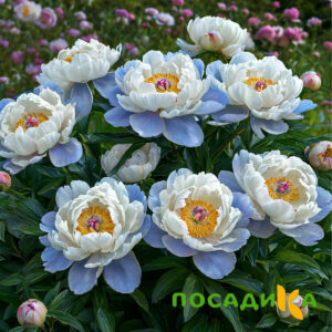 Пион акварельный Этюд купить по цене от 806р. в интернет-магазине «Посадика» с доставкой почтой в в Дагестанские Огние и по всей России – [изображение №1].