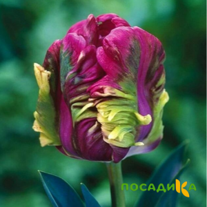Тюльпан Экзотик Хэвен купить по цене от 186р. в интернет-магазине «Посадика» с доставкой почтой в в Дагестанские Огние и по всей России – [изображение №1].