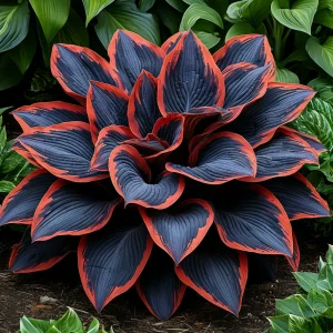 Хоста Солнечный Агат купить по цене от 440р. в интернет-магазине «Посадика» с доставкой почтой в в Дагестанские Огние и по всей России – [изображение №1].