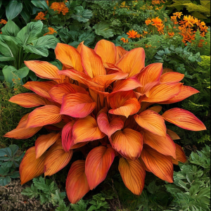 Хоста Солнечный Нектар купить по цене от 605р. в интернет-магазине «Посадика» с доставкой почтой в в Дагестанские Огние и по всей России – [изображение №1].