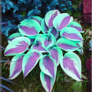 Хоста Висперин Бьюти купить по цене от 379р. в интернет-магазине «Посадика» с доставкой почтой в в Дагестанские Огние и по всей России – [изображение №1].