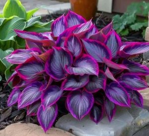 Хоста Сикрет Гарденс купить по цене от 549р. в интернет-магазине «Посадика» с доставкой почтой в в Дагестанские Огние и по всей России – [изображение №1].