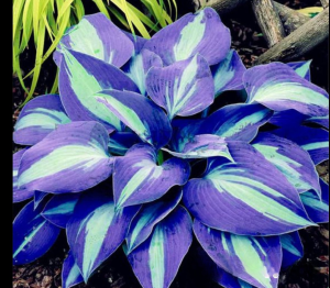 Хоста Аурелия купить по цене от 450р. в интернет-магазине «Посадика» с доставкой почтой в в Дагестанские Огние и по всей России – [изображение №1].